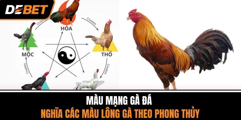 Màu Mạng Gà Đá - Ý Nghĩa Các Màu Lông Gà Theo Phong Thủy